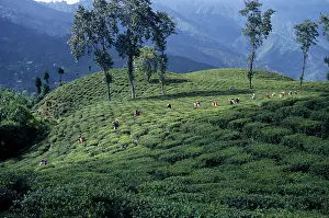 Homeopathic: Tea plant