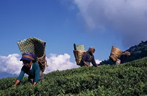 Homeopathic: Tea plant