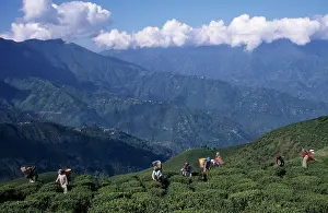 Homeopathic: Tea plant