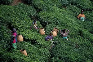 Homeopathic: Tea plant
