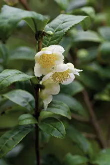 Camellia: Tea Plant