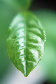 Camellia: Tea Plant