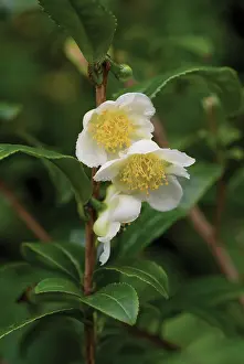 Pure: Tea Plant
