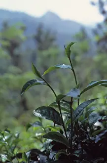 Superfood: Tea Plant