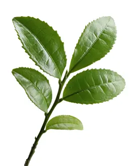 Uncluttered: Tea Plant