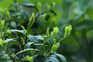 Tips: Tea plant, Camellia sinensis, Tips of the Tea plant