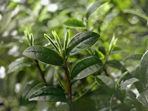 Camellia: Tea plant, Camellia sinensis, Front view of some