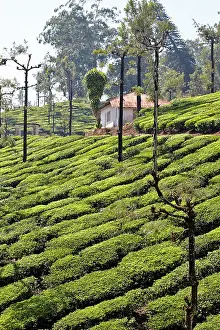 Nilgri: Tea Plantation