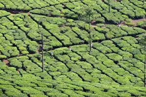 Nilgri: Tea Plantation