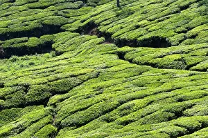 Nilgri: Tea Plantation