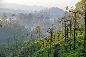 Nilgri: Tea Plantation