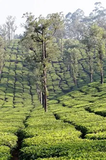 Nilgri: Tea Plantation