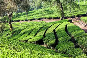 Nilgri: Tea Plantation