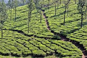 Nilgri: Tea Plantation