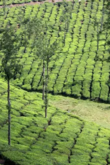 Nilgri: Tea Plantation