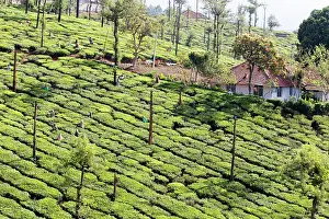 Nilgri: Tea Plantation
