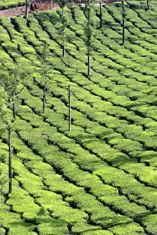 Nilgri: Tea Plantation