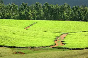 Teas: Tea Plantation - brightly green tea bushes stretch