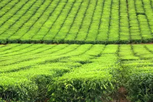 Teas: Tea Plantation - brightly green tea bushes stretch