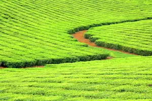 Teas: Tea Plantation - brightly green tea bushes stretch