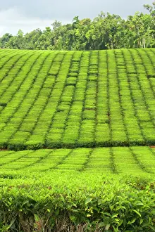 Teas: Tea Plantation - brightly green tea bushes stretch