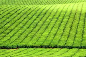Teas: Tea Plantation - brightly green tea bushes stretch