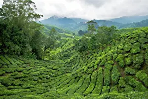 Cameron: Tea plantation - Cameron highlands
