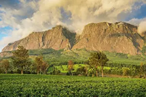 Malawi: Tea plantation at Mount Mulanje, Malawi, Africa