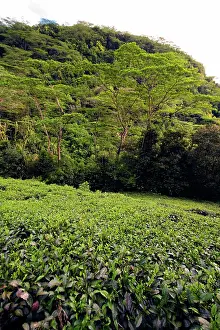 Mahe: Tea Plantation, Seychelles