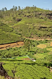 Terraced: Tea Plantation - showing terraced hillside