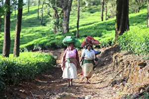 Nilgri: Tea Plantation workers