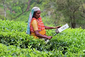 Nilgri: Tea Plantation workers