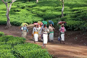 Nilgri: Tea Plantation workers