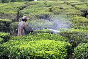 Worker: Tea Plantation workers