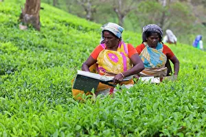 Worker: Tea Plantation workers