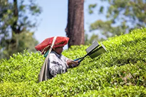 Worker: Tea Plantation workers