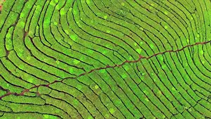 Hillside: Tea plantations from the air, West Java, Indonesia