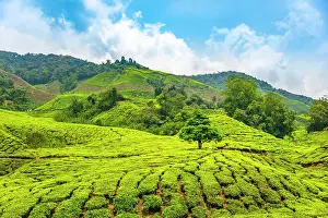 Cameron: Tea plantations, Cameron Highlands, Tanah Tinggi