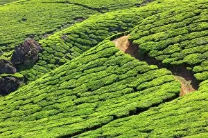 Fertility: Tea plantations. Munnar, Kerala, India, Asia