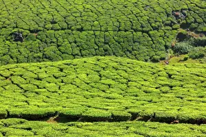 Fertility: Tea plantations. Munnar, Kerala, India, Asia