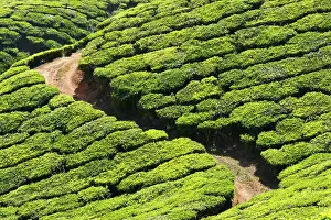 Fertility: Tea plantations. Munnar, Kerala, India, Asia