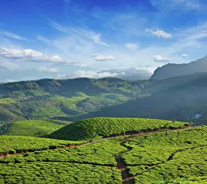 Farmyard: Tea plantations on sunrise. Munnar, Kerala, India, Asia
