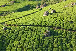Fertility: Tea plantations on surise. Munnar, Kerala, India, Asia