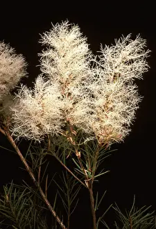 Melaleuca: Tea Tree - flowers