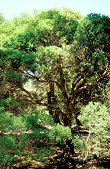 Melaleuca: Tea-tree - source of tea-tree oil
