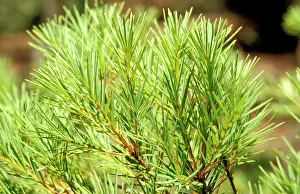 Melaleuca: Tea-tree - source of tea-tree oil; leaves