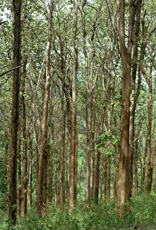 Teak: Teak Forest