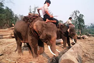 Riding: Teak logging using Indian / Asian elephants