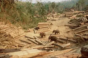 Riding: Teak Logging using Indian / Asian Elephants