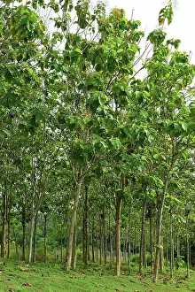 Teak: Teak plantation